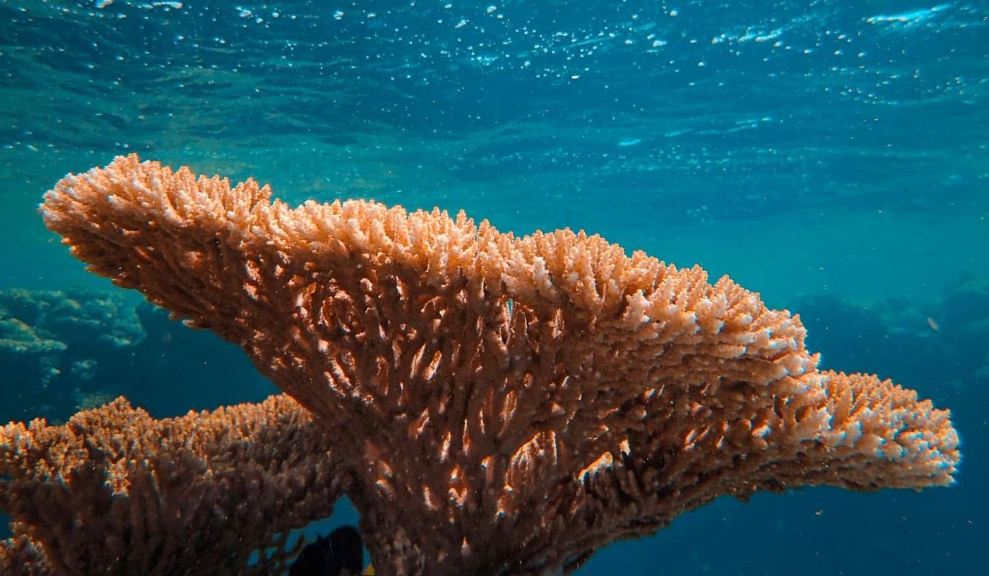 1. Korallenstädte: Die Wolkenkratzer der Natur