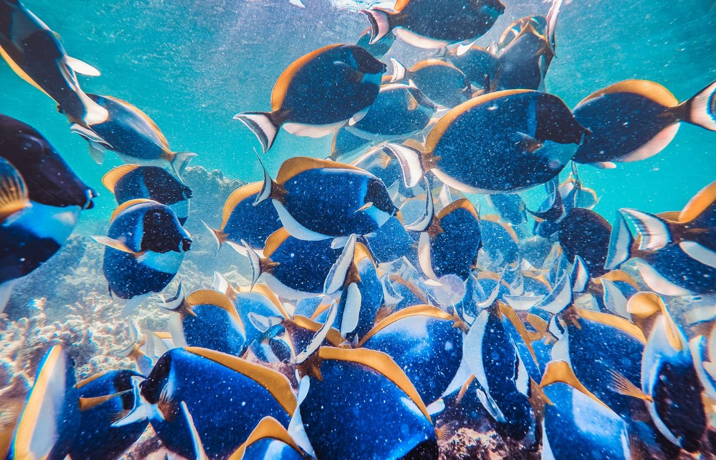 2. Treffen Sie die lokalen Bewohner