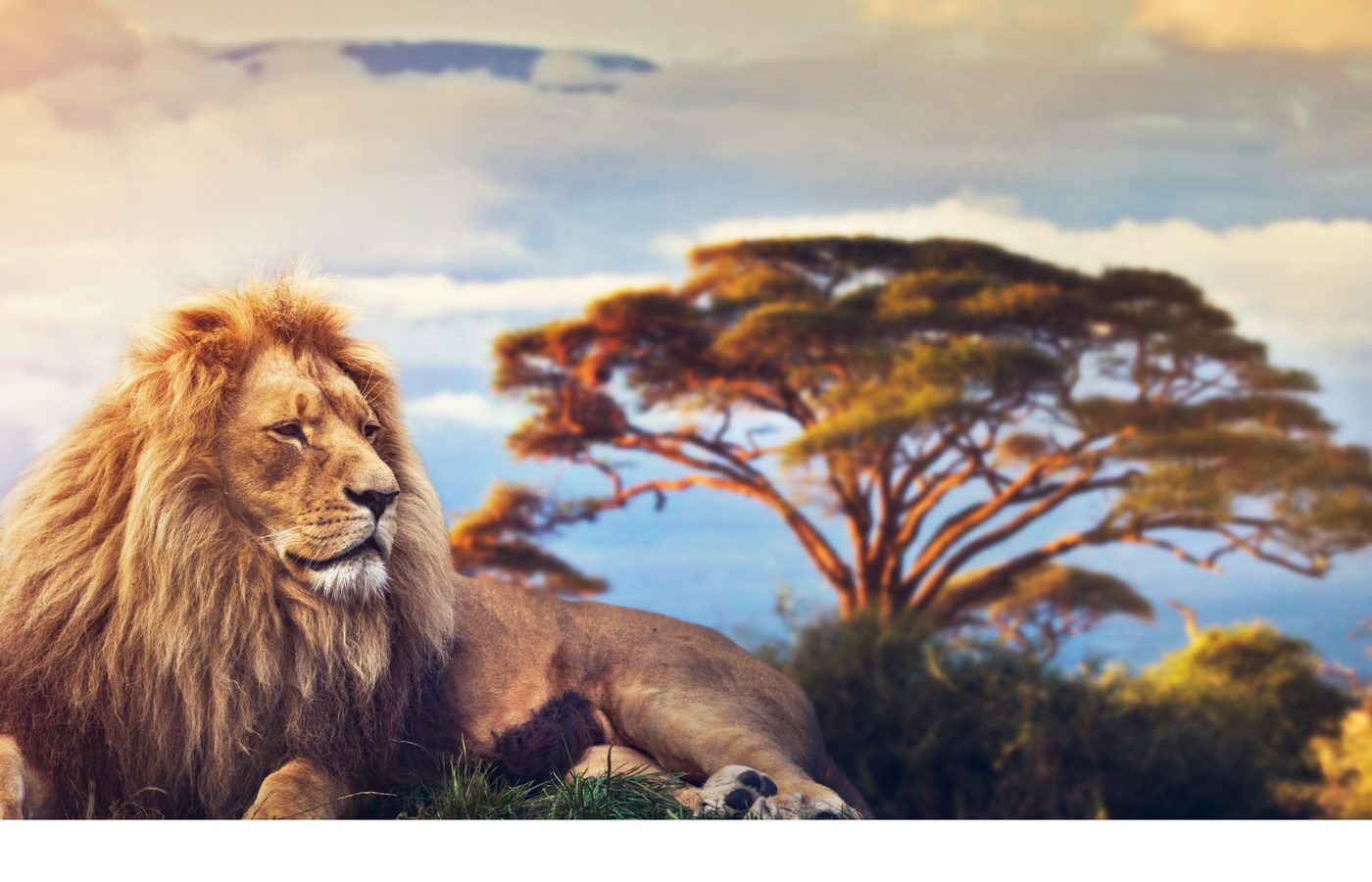 2. ワイルドな出会い：Big 5サファリ