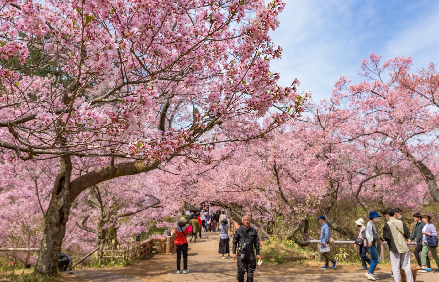 自分だけの聖域を選ぶ：HakoneからKusatsuまで