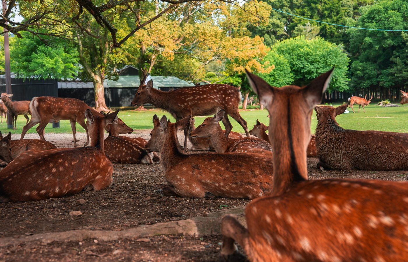 1. 古都が放つ、色あせない魅力