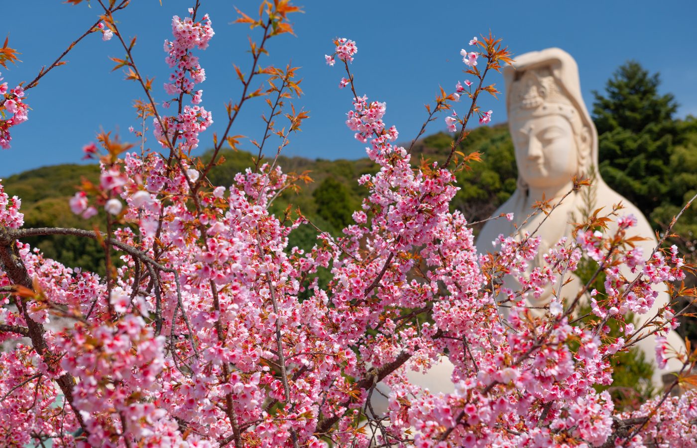 5. Nishiki Market：五感が喜ぶ食の散策