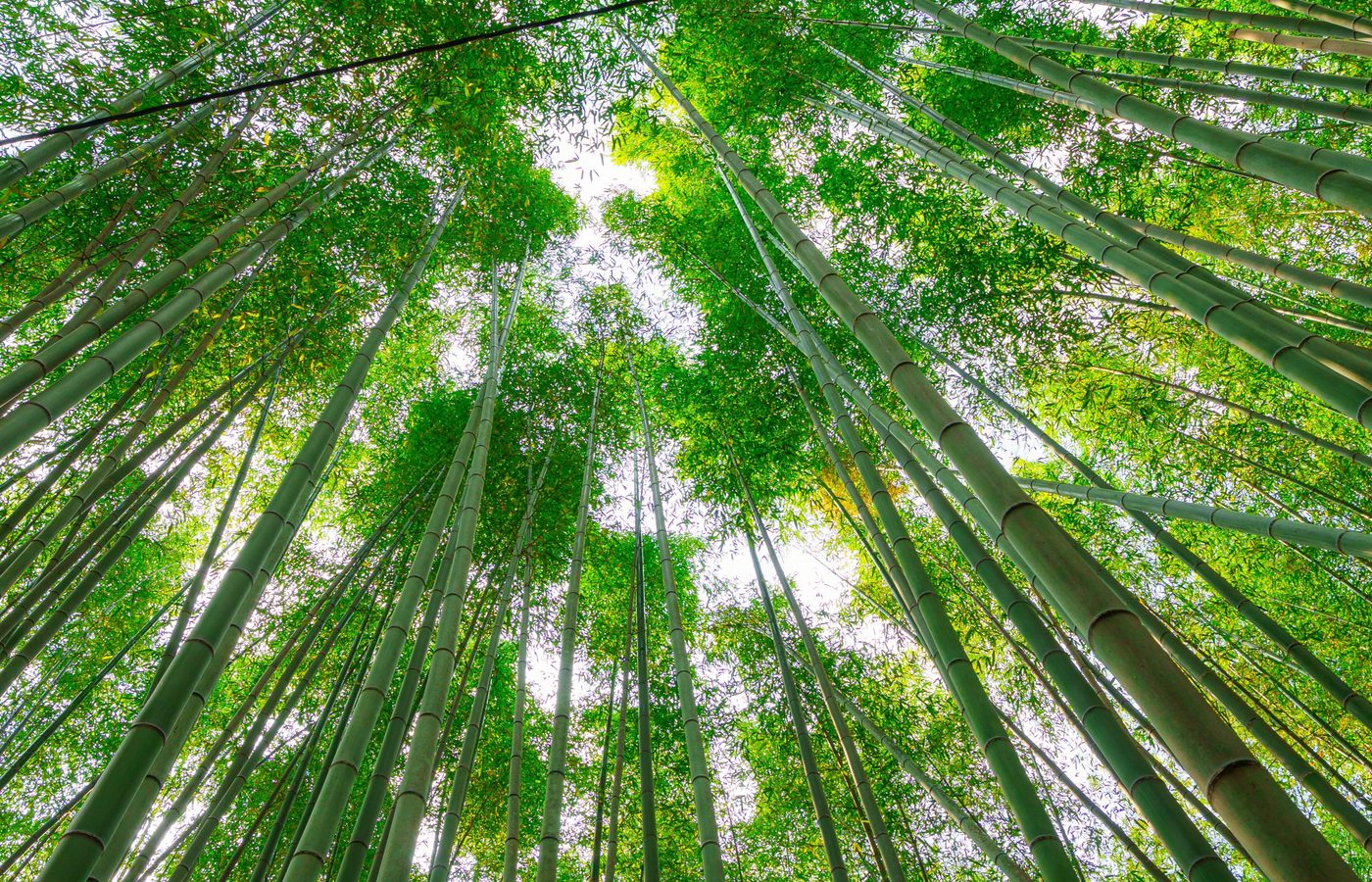 3. Arashiyama：竹だけではない魅力