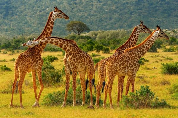 Aquila Private Game Reserve Safari from Cape Town with Lunch