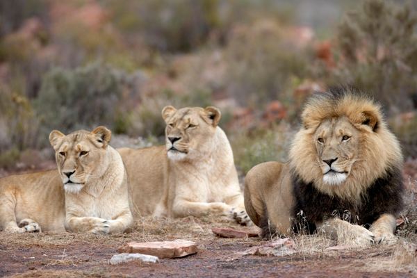 Aquila Sunset Safari from Cape Town with Hotel Pickup