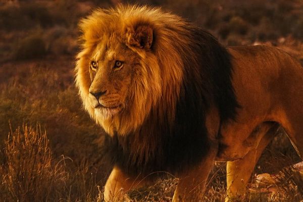 Aquila Private Game Reserve game drive from Cape Town with Lunch