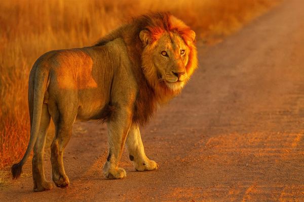 Aquila Private Game Reserve Safari from Cape Town with Hotel Pickup