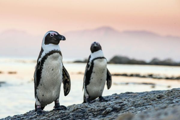 Cape Point and Boulders Beach from Cape Town with Hotel Pickup