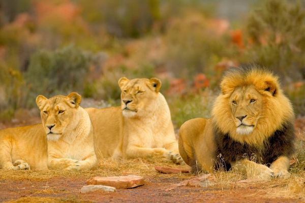 Aquila Private Game Reserve Safari from Cape Town with Hotel Pickup