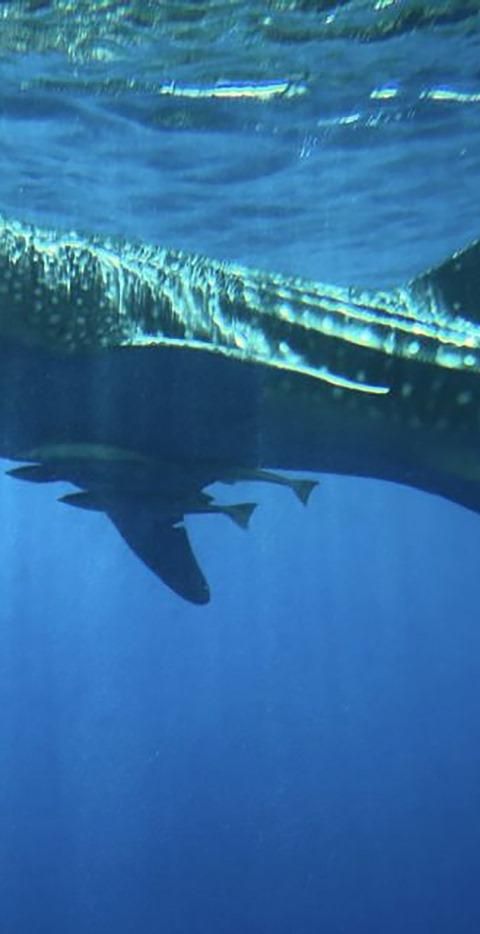 Tour image 4